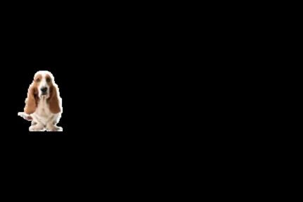Hush Puppies Gift Voucher